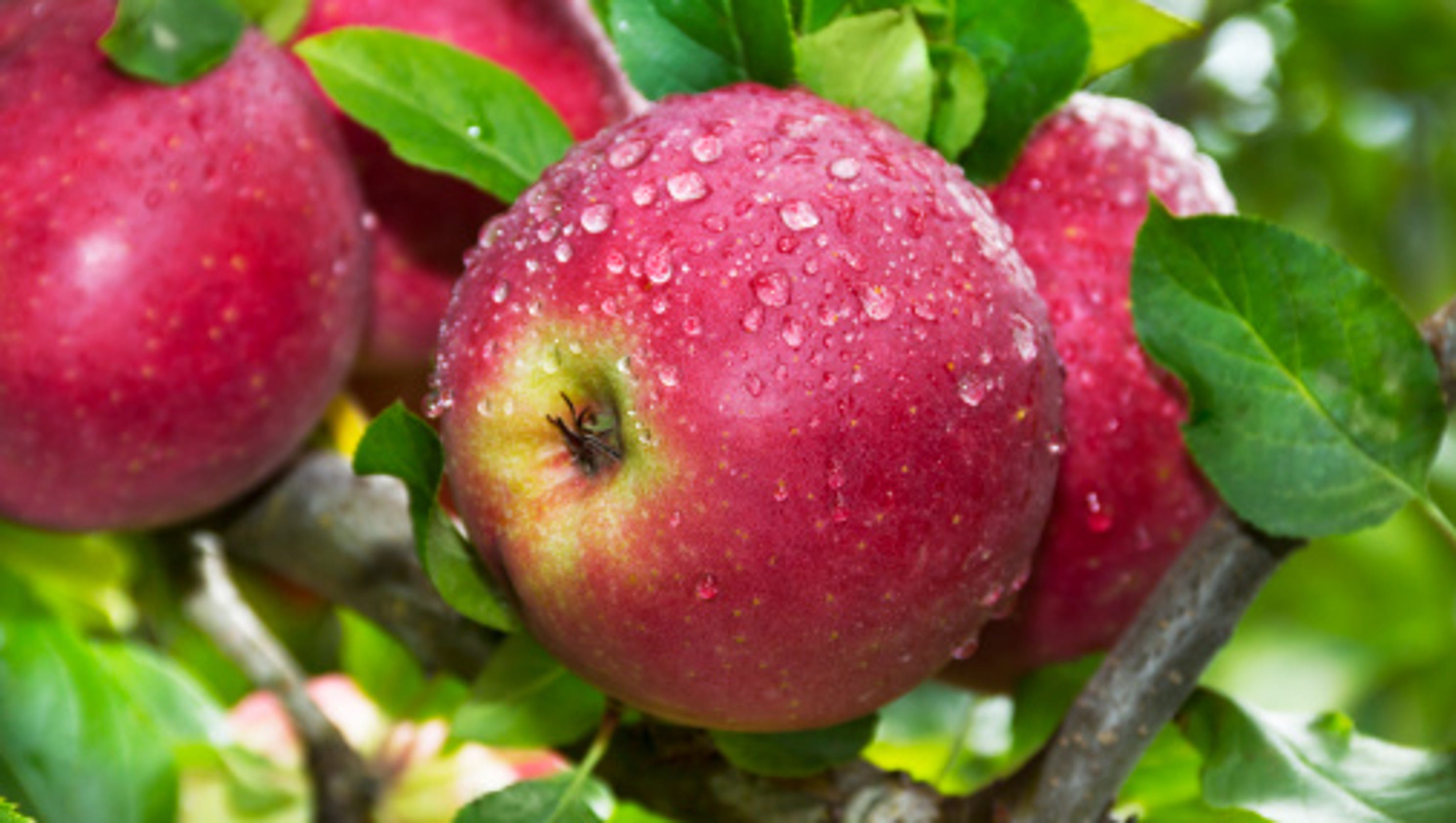 apples-may-change-color-with-temperature-changes