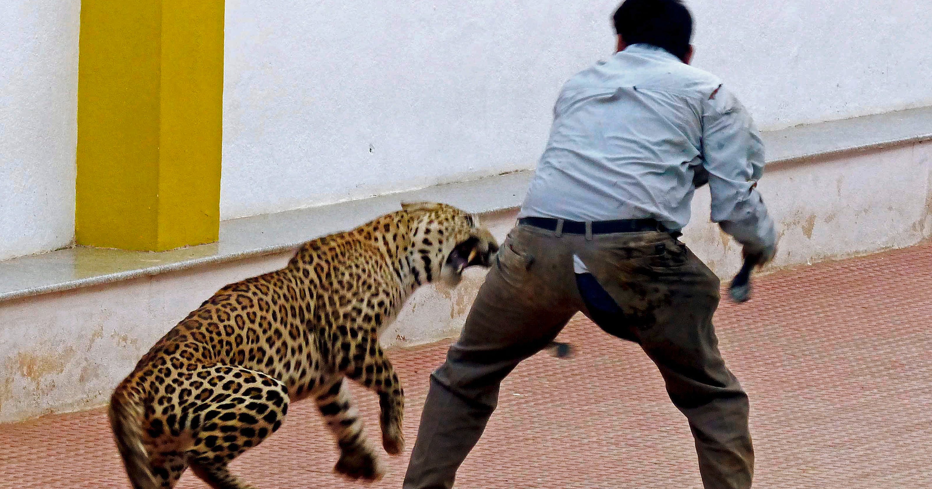 Video Leopard Attacks Workers After Wandering Into Indian School