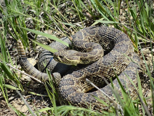 Endangered rattlesnakes found in Iowa