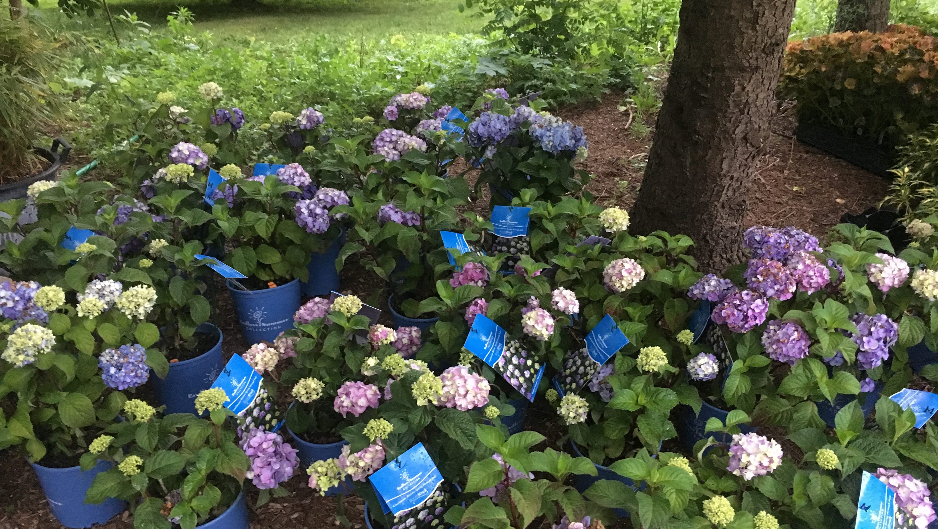 Hoosier Gardener: New variety of hydrangea handles winter ...