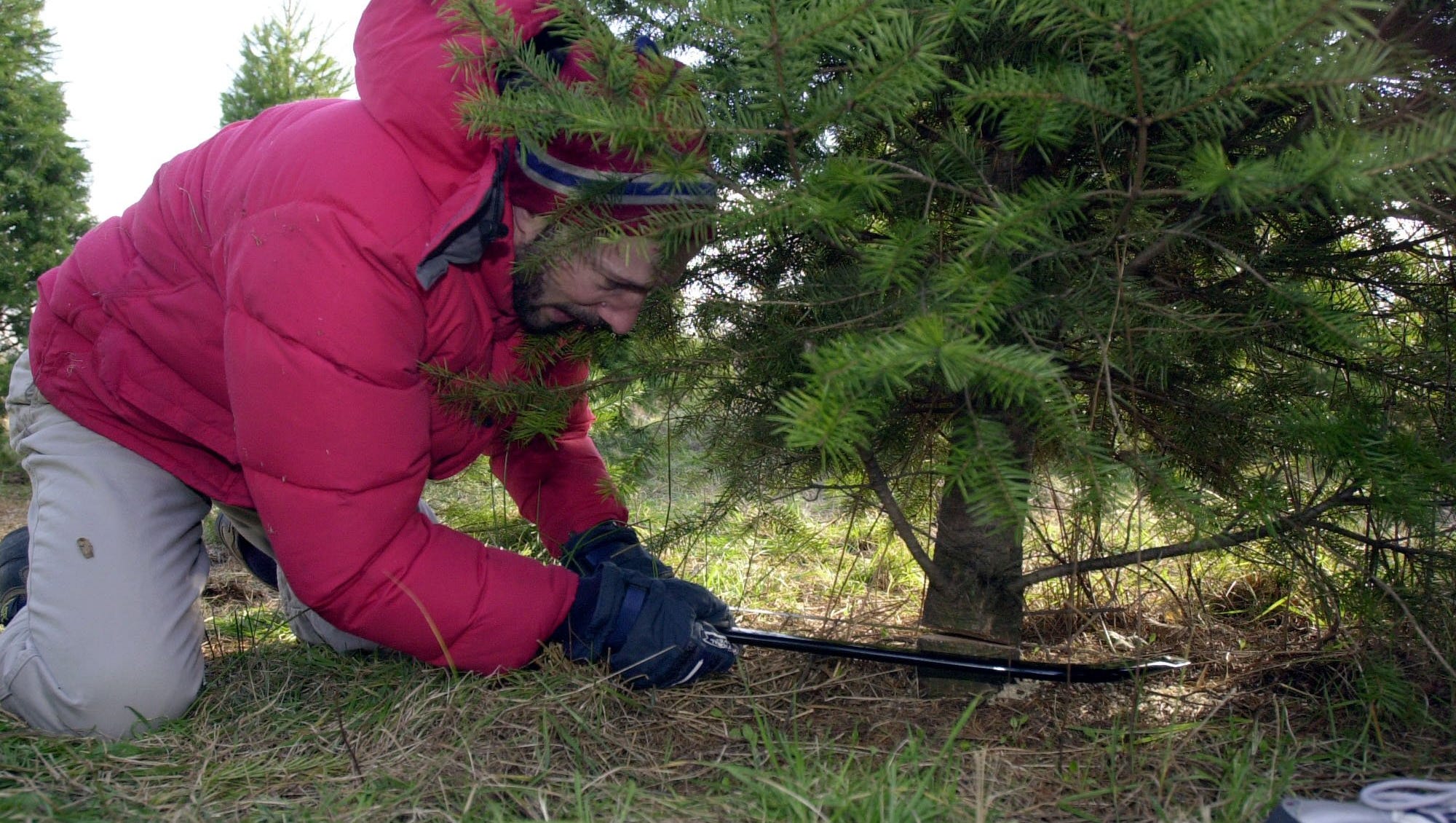 where-to-cut-your-own-christmas-tree