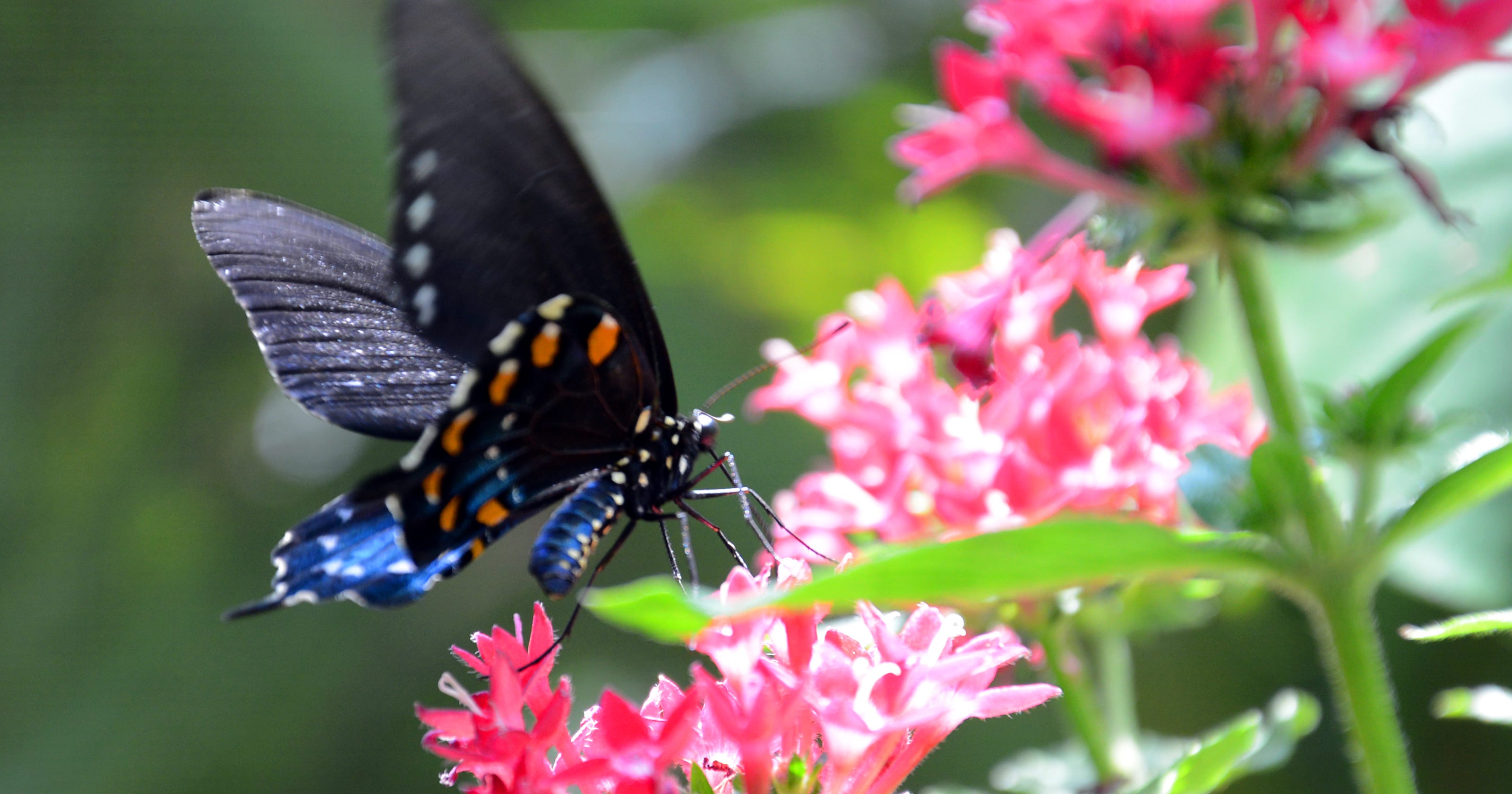 Butterfly exhibit at Brevard Zoo enthralls