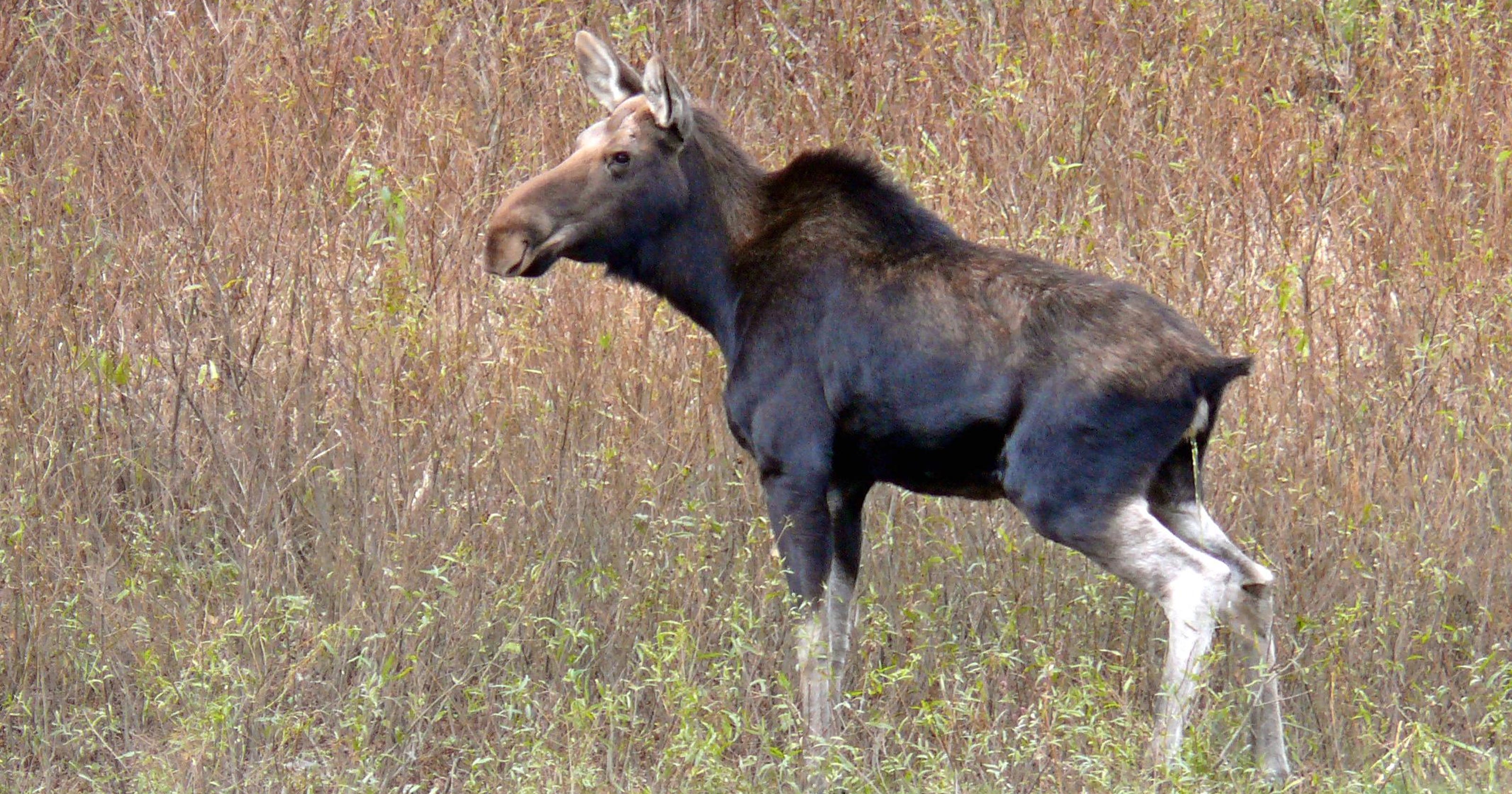 Vermont moose hunting permits could be cut down