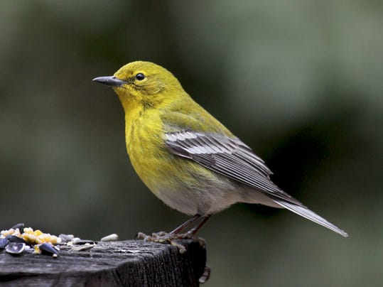 Spring brings migratory birds to the Northeast