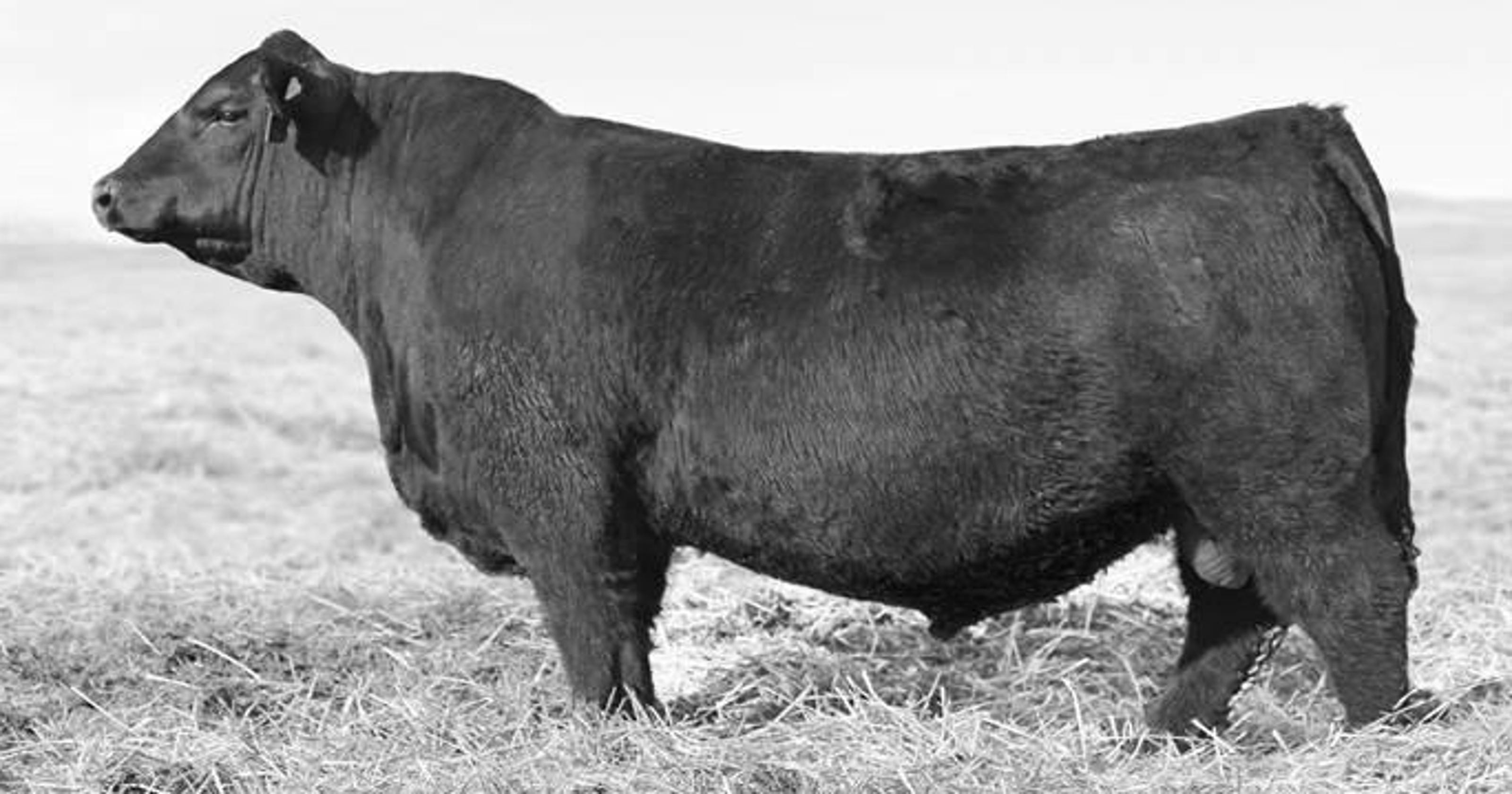 Black Angus bull breaks record, sells for 350,000