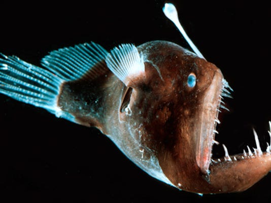 A deep sea anglerfish uses its own kind of lure to attract prey