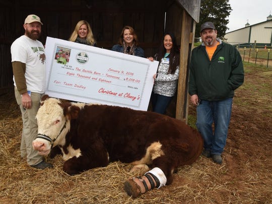 Dudley Steer With Prosthetic Foot And Mascot Of Gentle Barn In