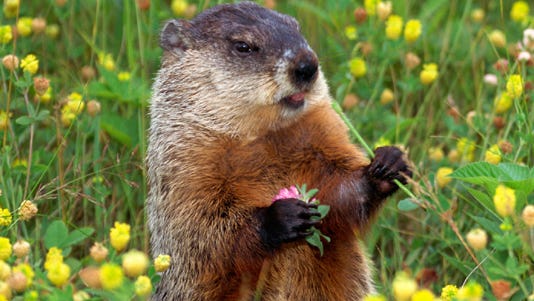 Groundhog Busted Stealing Flags From Cemetery