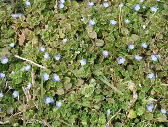 Dr. Dirt: Low-growing weed escapes reach of lawn mower blade