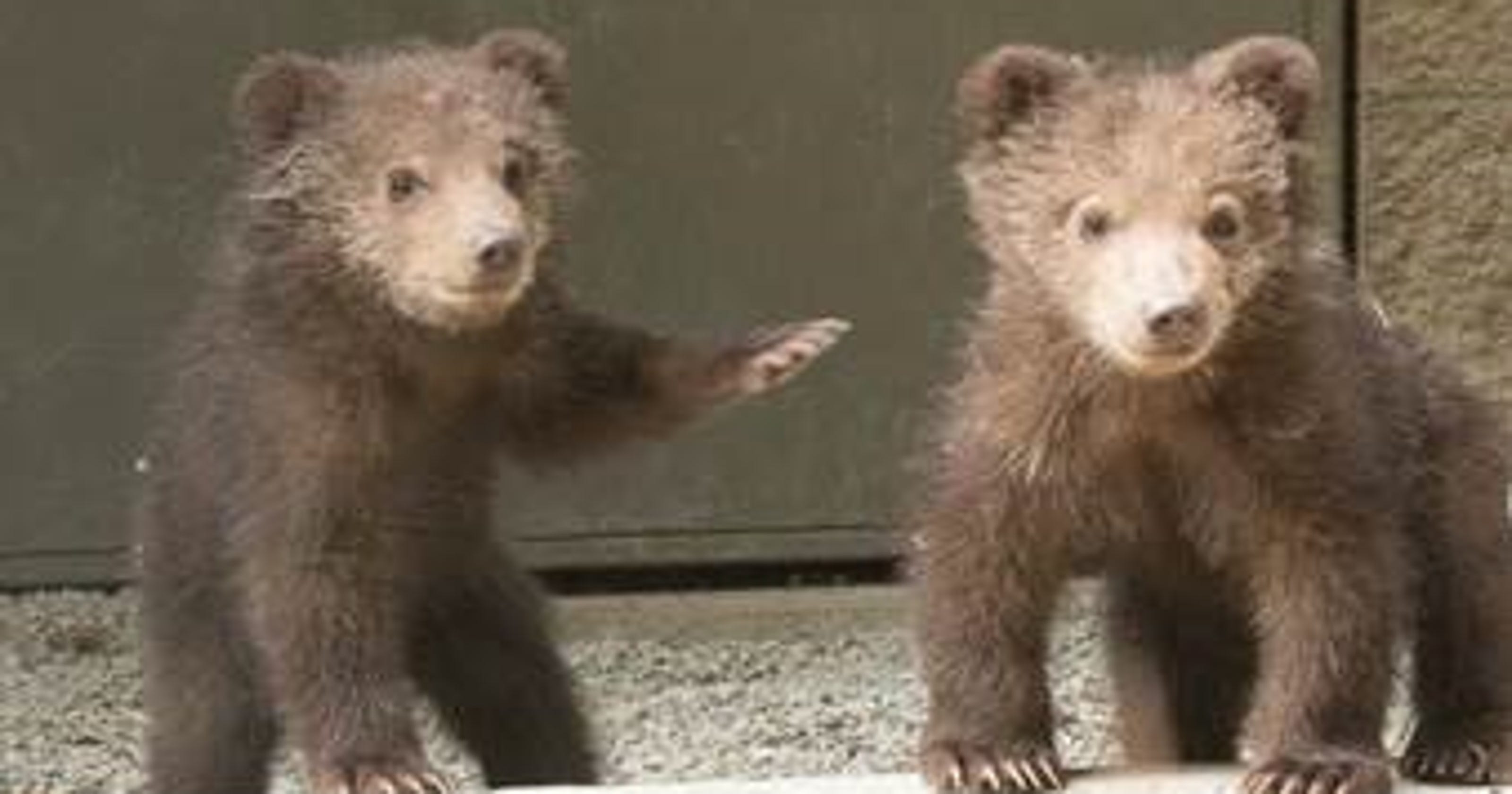 You can name Wildwood Zoo's Kodiak bear cubs