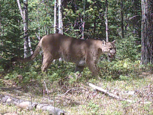 Update Dnr Confirms Two Cougar Sightings 