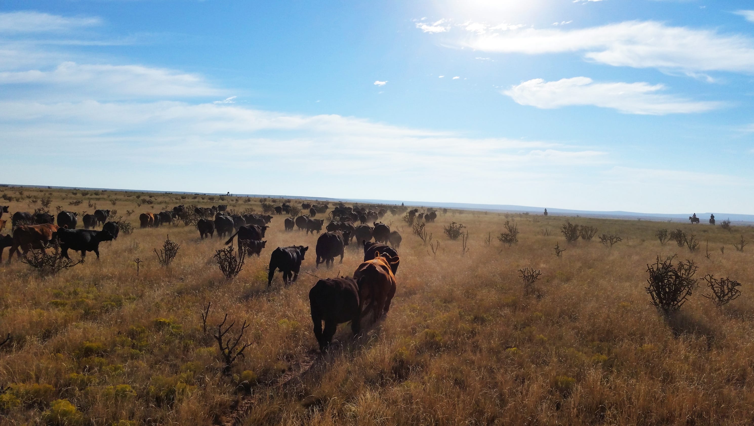 New Mexico cow shootings spark fears of serial cattle killer