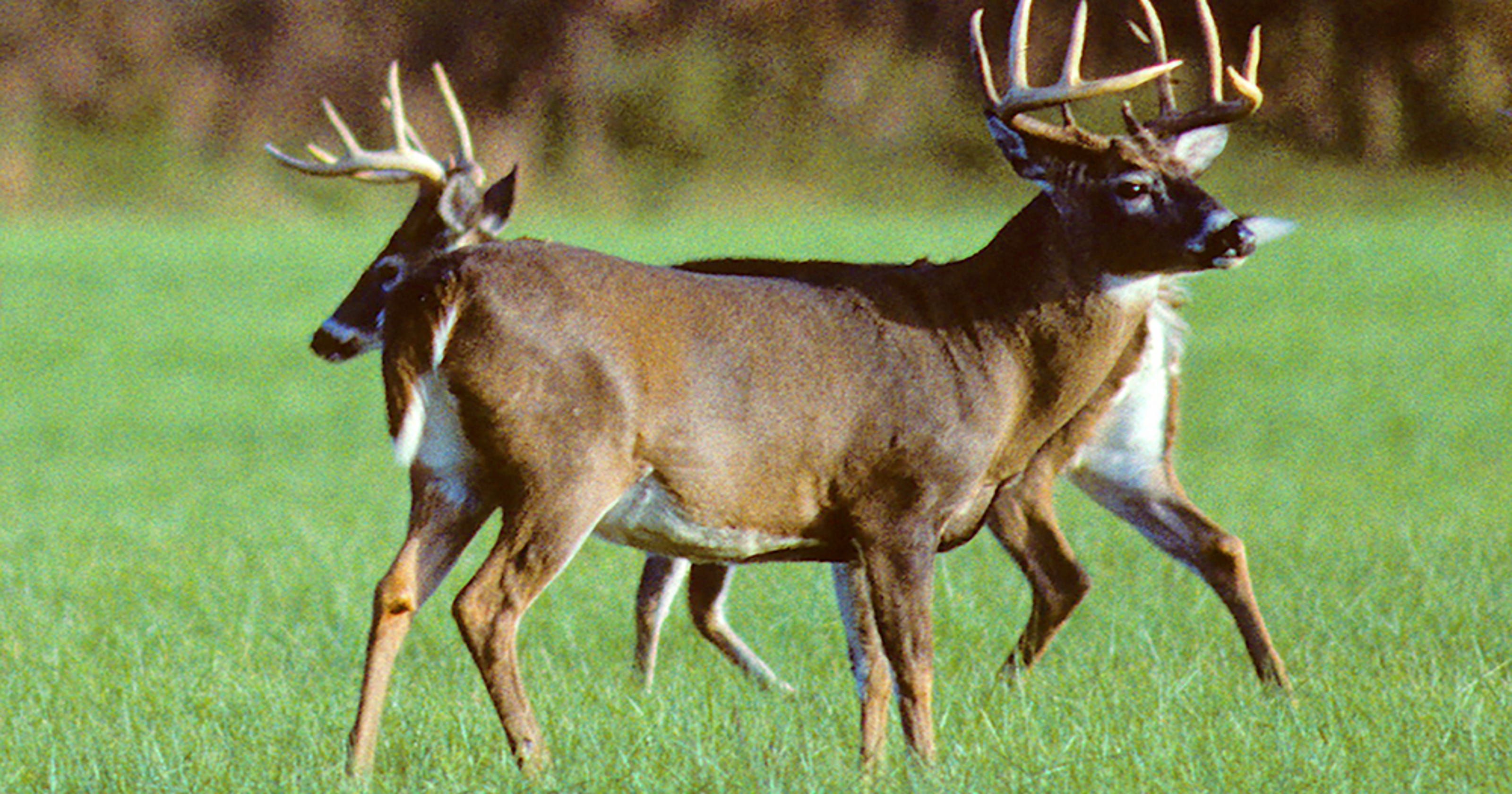 UPDATE: Mississippi wildlife commission passes deer baiting