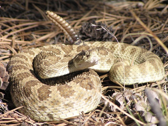 How to stay safe when encountering rattlesnakes