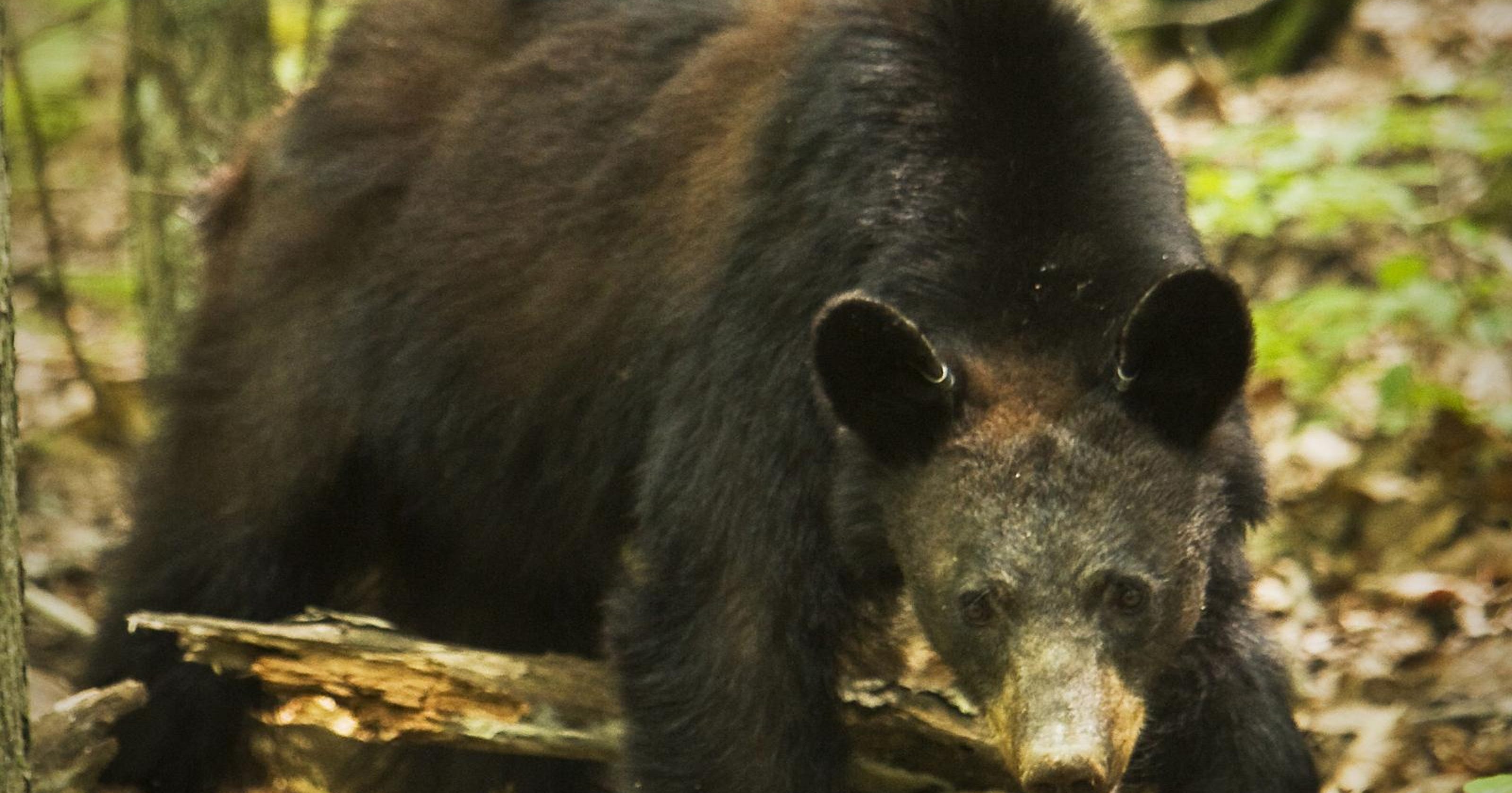 officers-chase-off-black-bear-in-northern-indiana