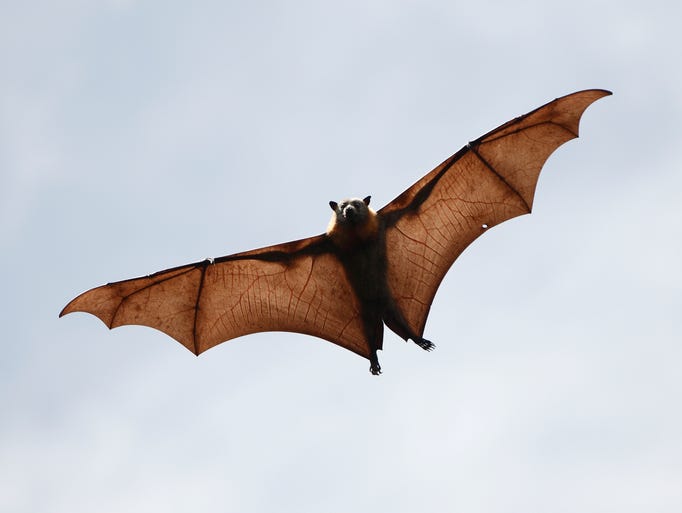 6 myths about bats