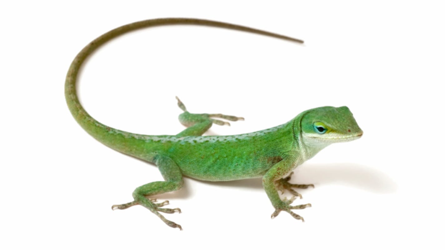 Do lizards hold key to humanlimb regeneration?