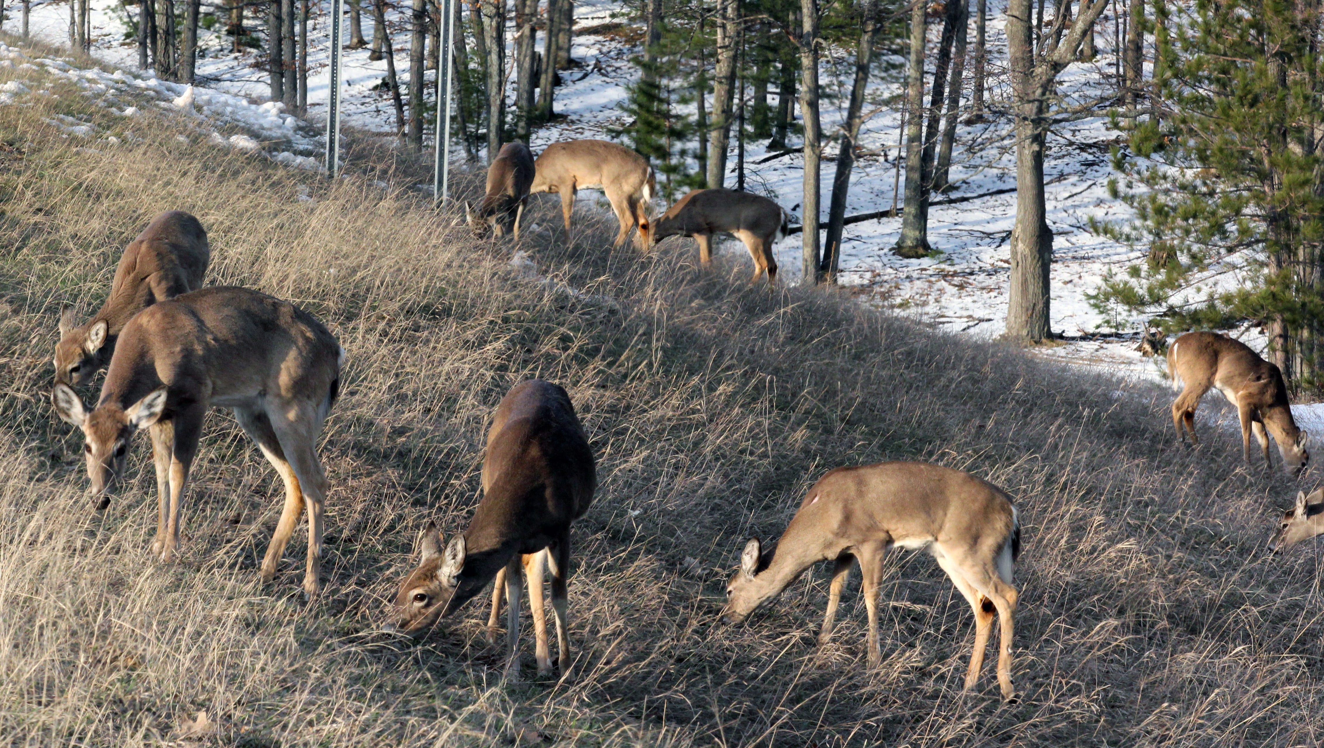 Bovine Tuberculosis Mich Hunters Warned Of Disease In Deer   636639919660631751 Deer 42611 Spread Es 