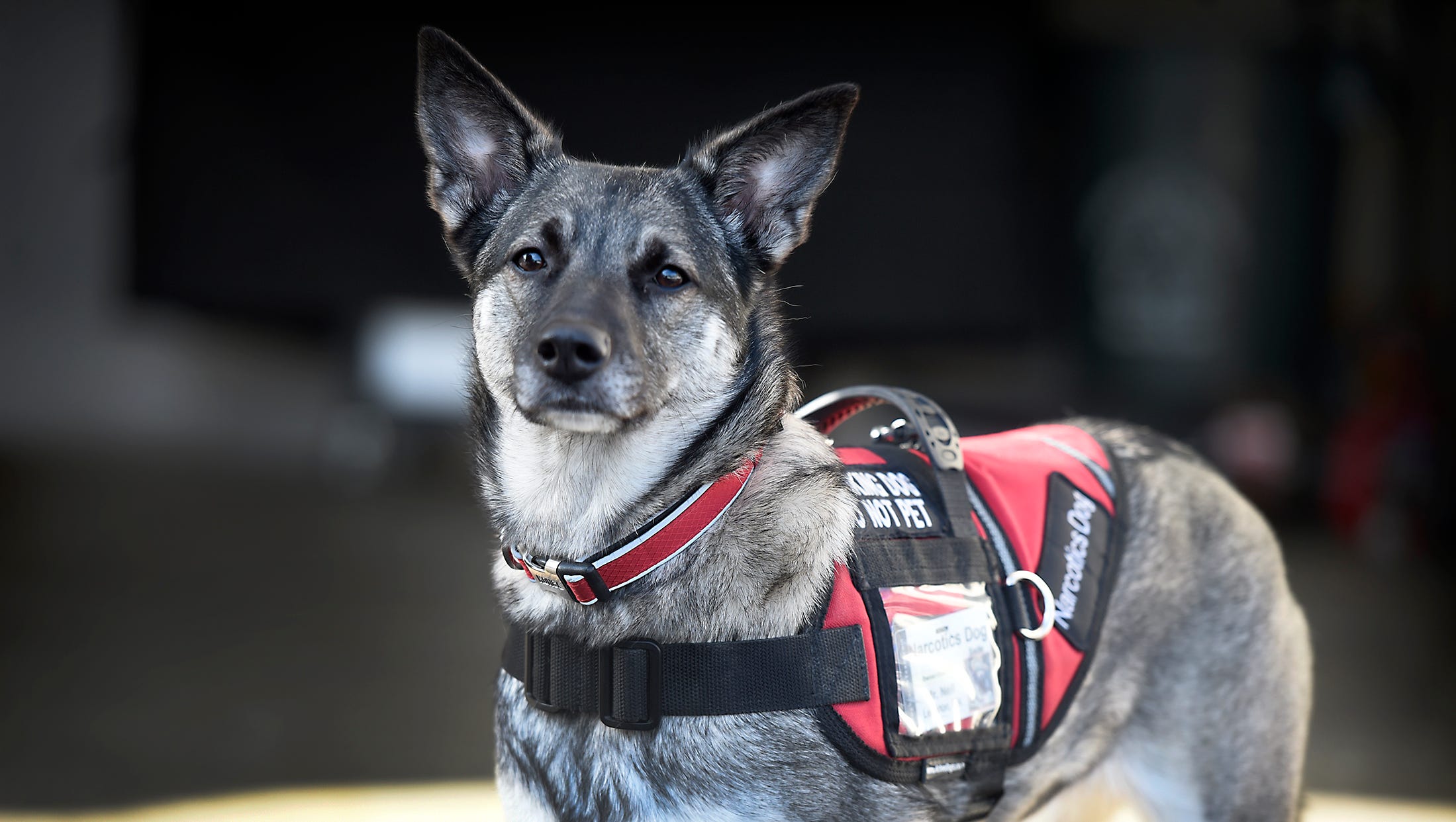 Annville Man’s Drug-sniffing Dog Helps Addicts Make Good Choices