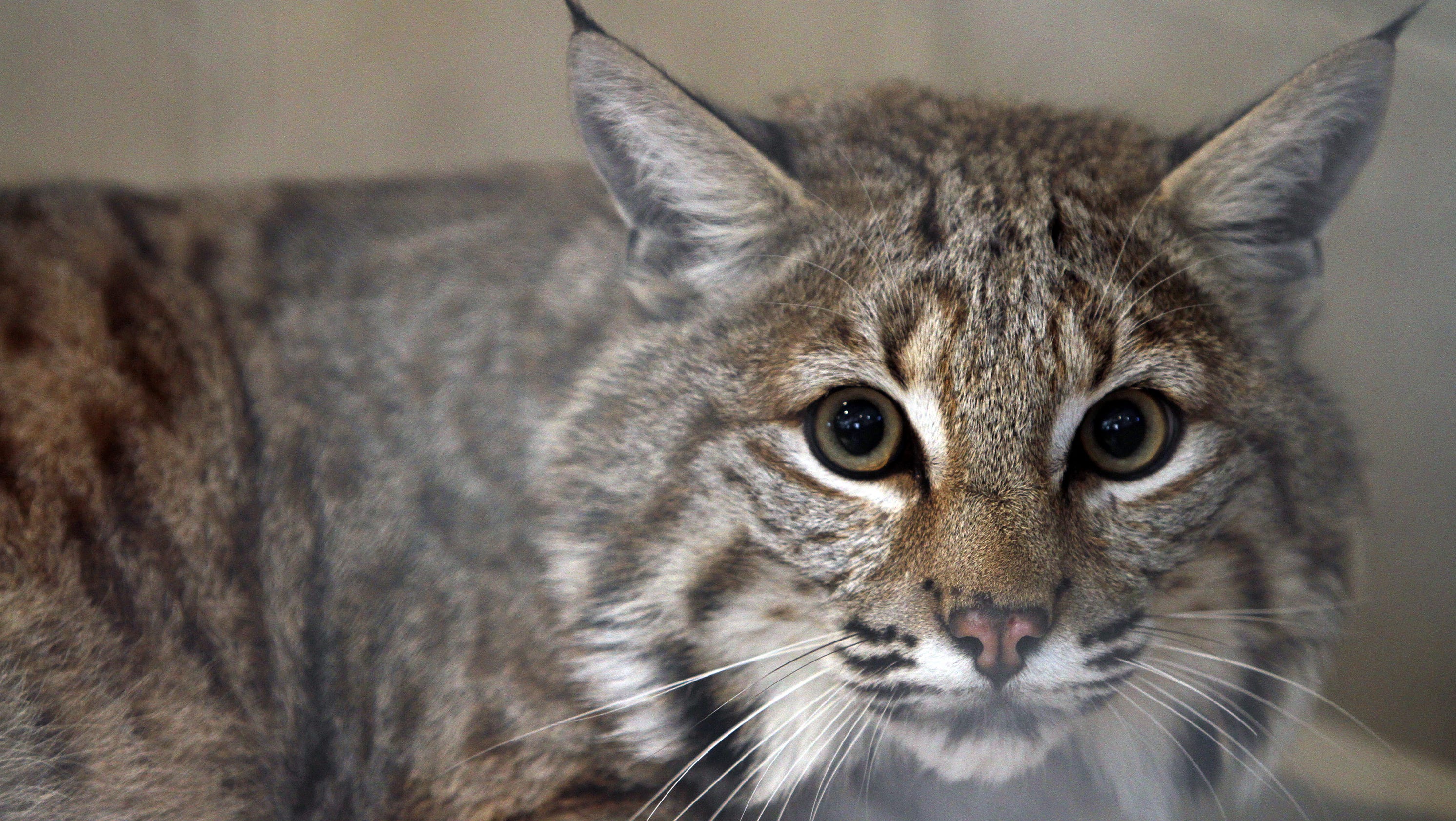 For now Rocky's just a big cat, not bobcat, can go home