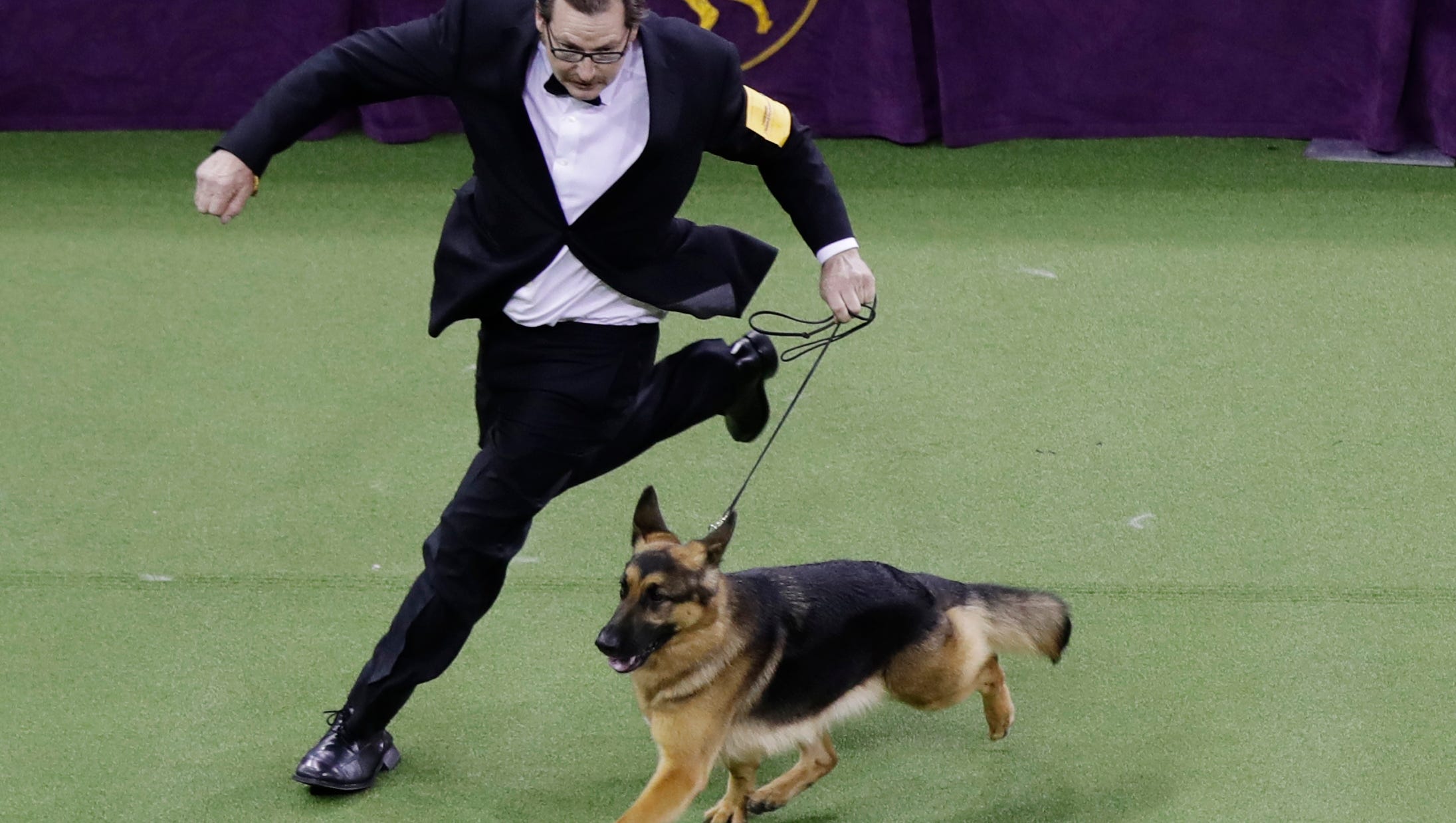 Wisconsin German Shepherd Named Rumor Wins Best In Show At 141st Westminster Kennel Club Dog Show