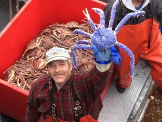 Rare Blue-colored Red King Crab Caught