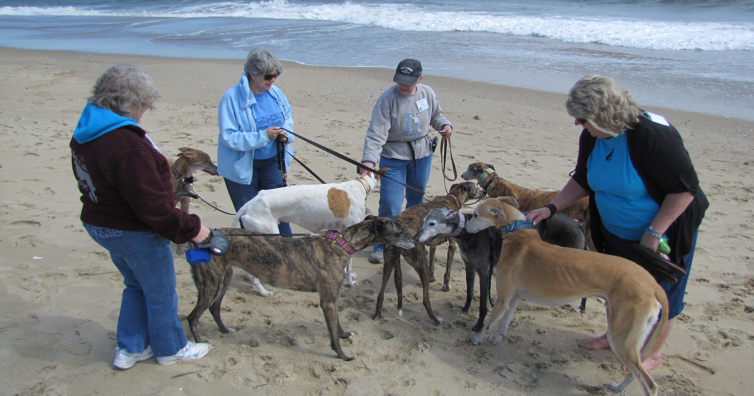 Greyhounds and friends to hit the beach