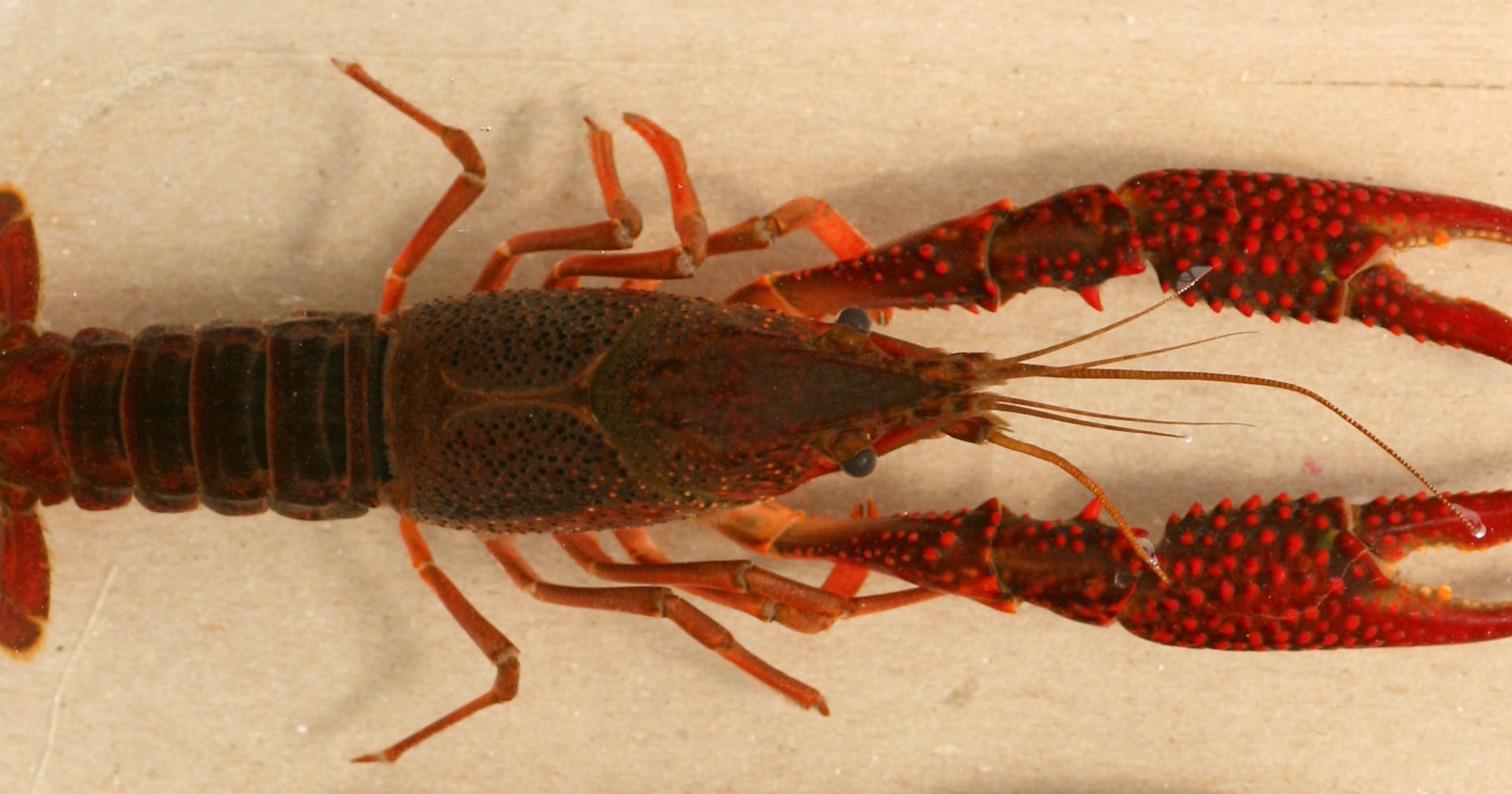 Invasive crayfish reported in 2 bodies of water in Michigan