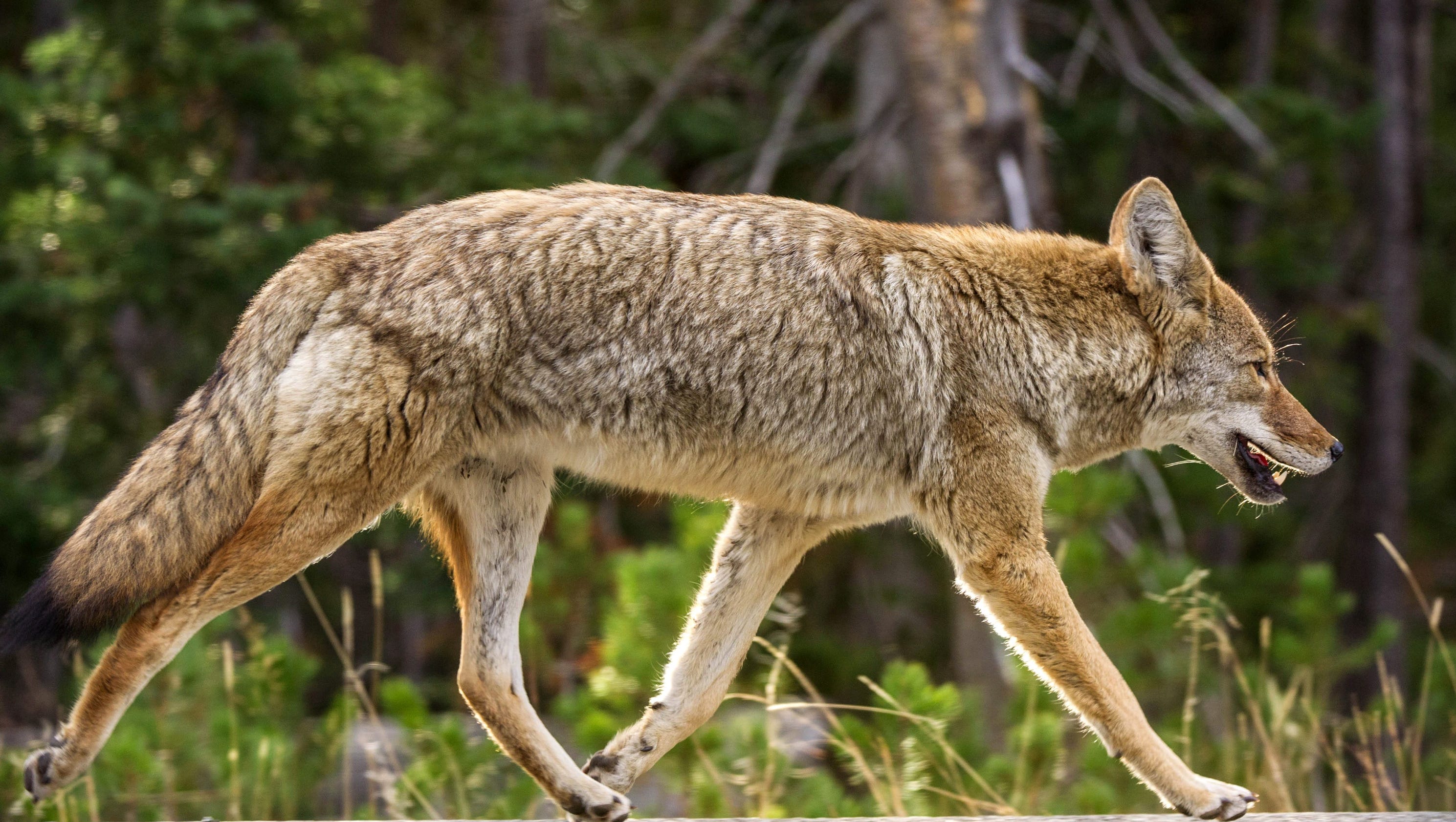 Coyotes feeding on roaming cats in Bend