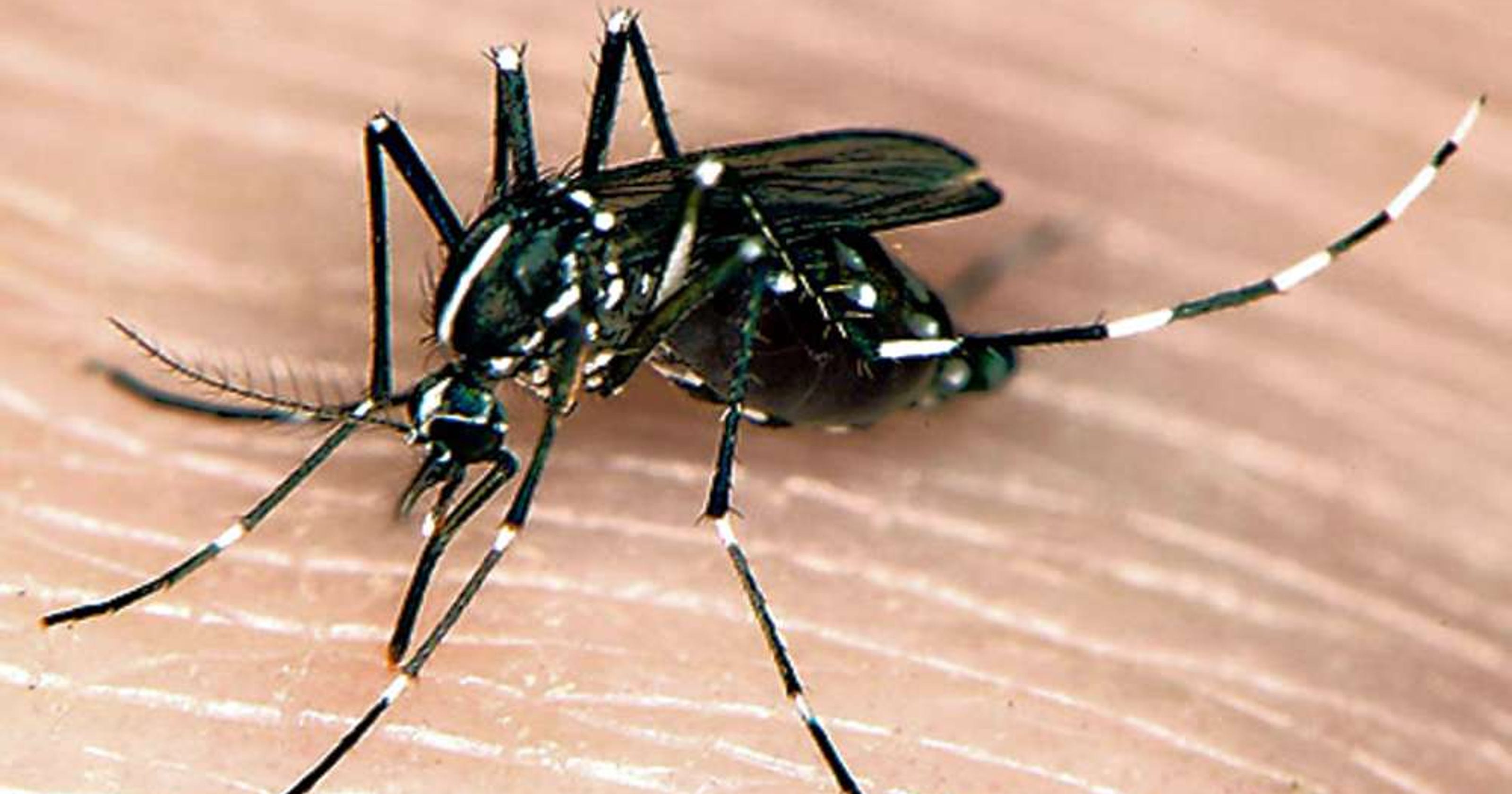 Mosquitoes found in New Jersey