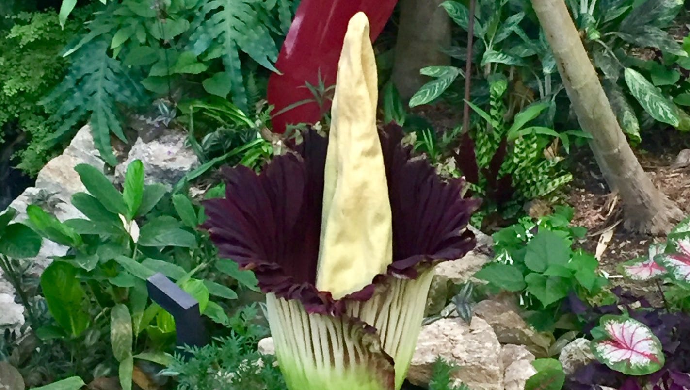 Corpse flower in Des Moines blooms