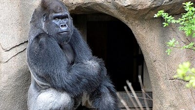 Meet The Cincinnati Zoo & Botanical Garden's New Gorilla, Mshindi