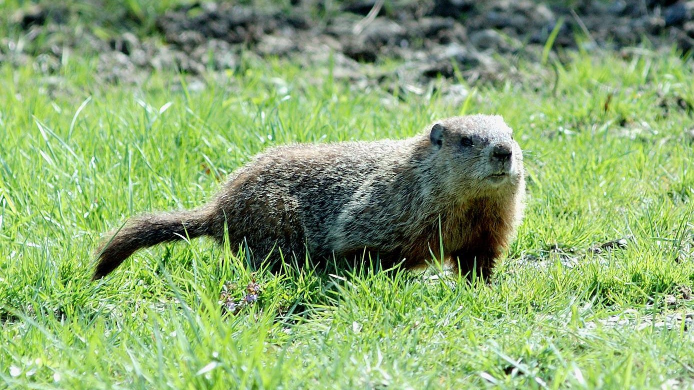 are groundhogs nocturnal