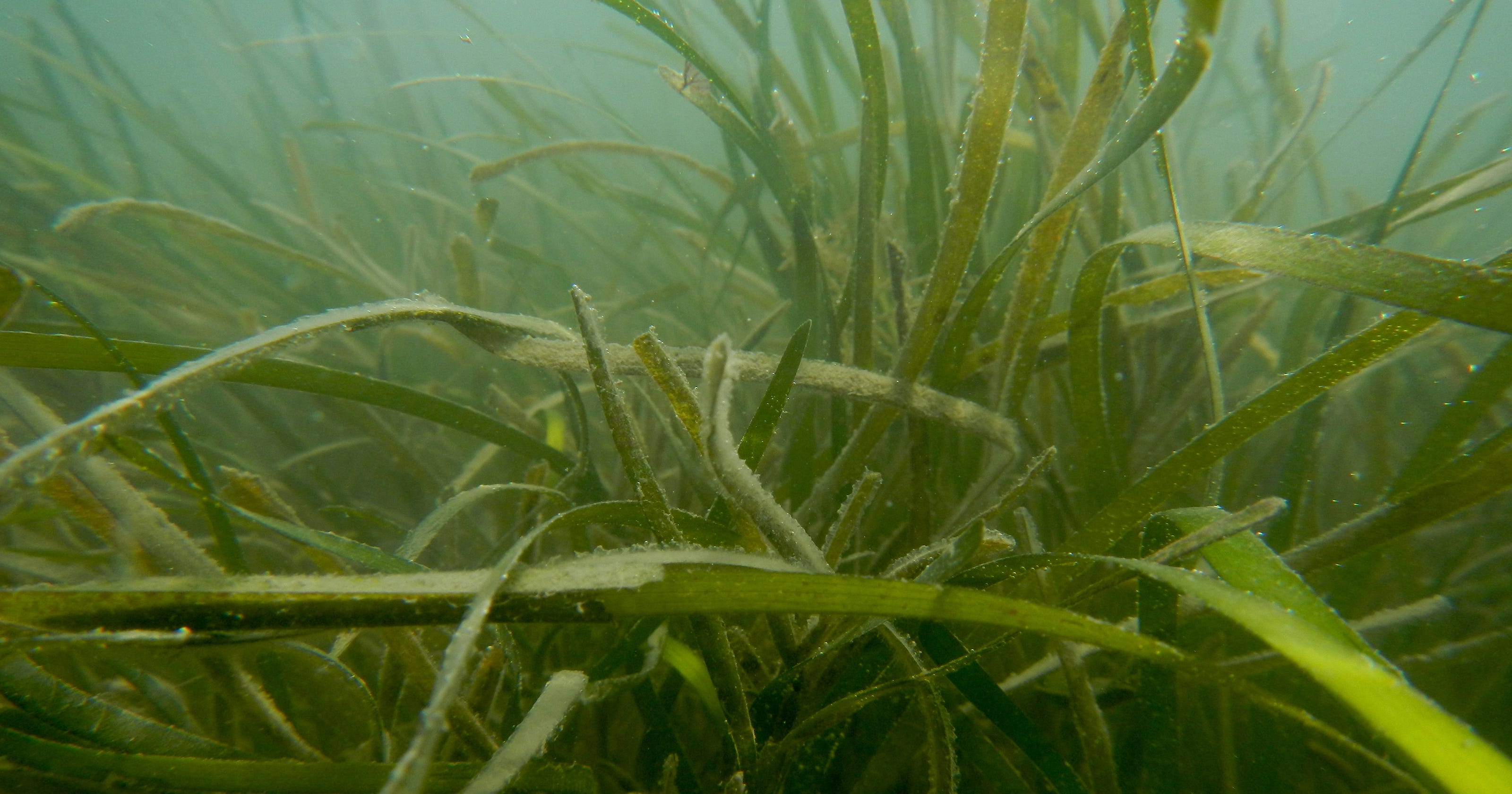 Seagrasses nurture a rich underwater biodiversity