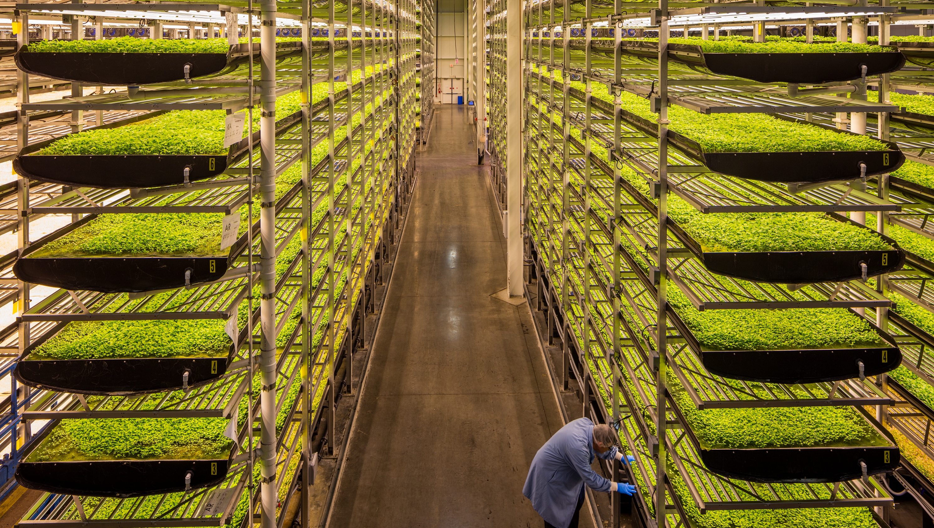 A look at the hydroponic farming of AeroFarms in Newark