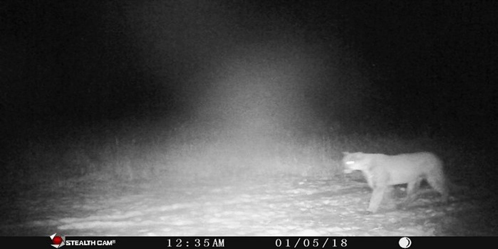 Dnr Confirms Fond Du Lac Lincoln County Cougar Sightings Schuh 