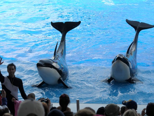 SeaWorld to phase out killer whale shows, captivity