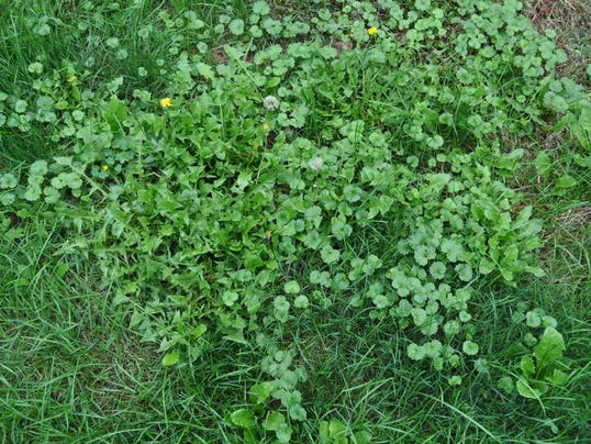 Weed now, seed later to revive lawn