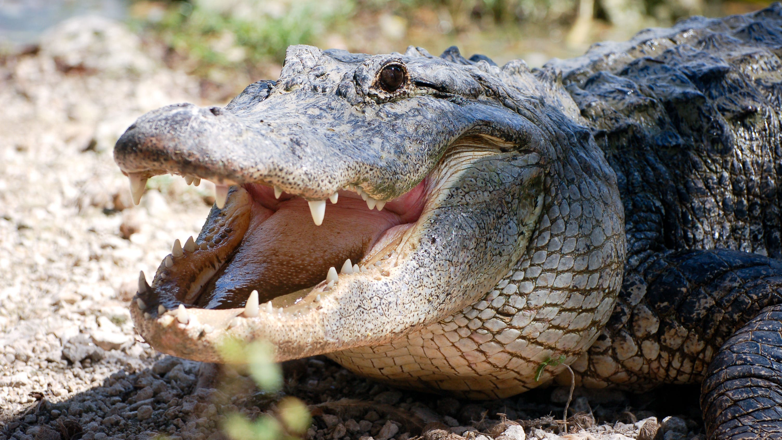 Actually, alligators are great moms