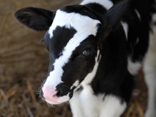 Cute Cow Born With Lucky No 7 On His Forehead