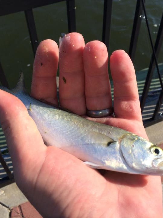 snapper bluefish