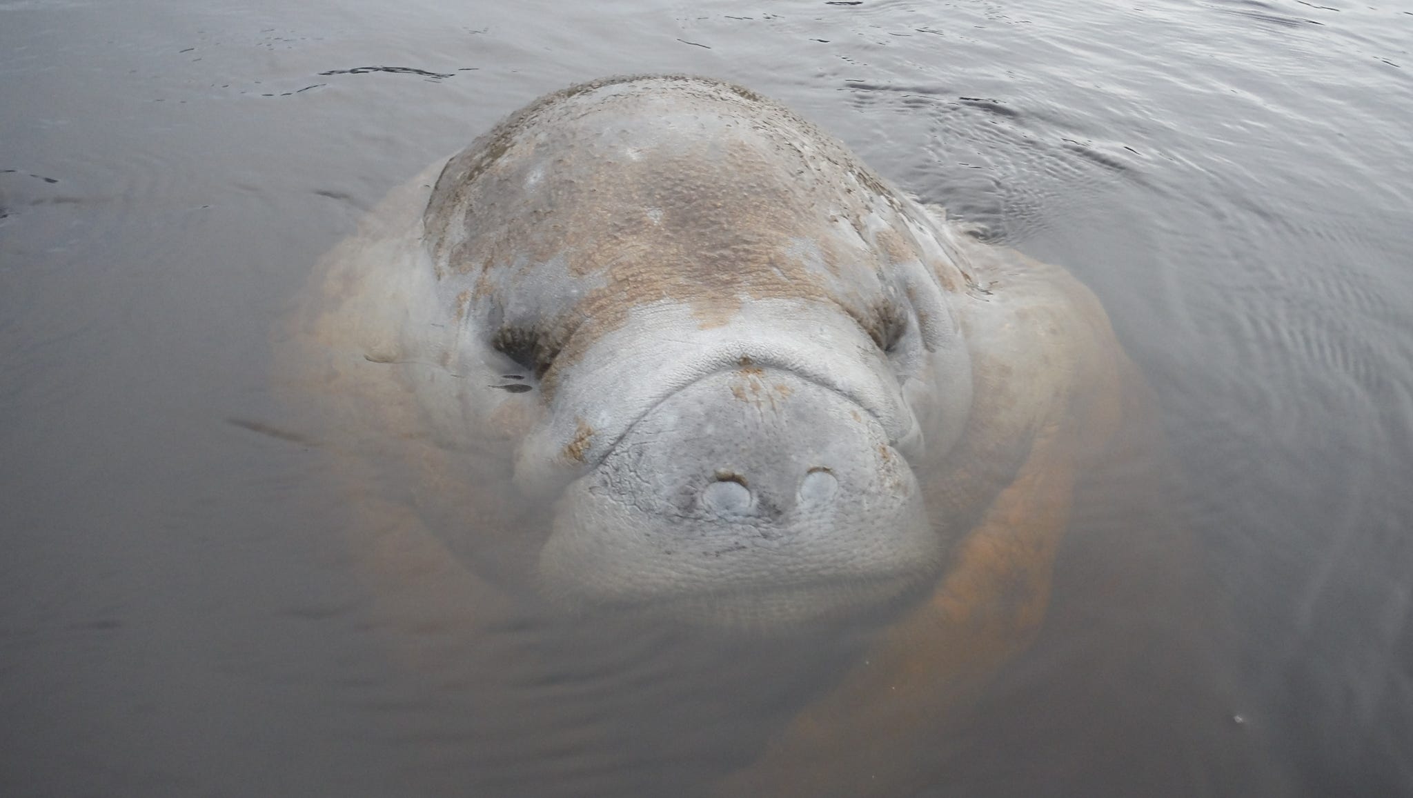 Manatee Sightings: 6 Places To Spot Sea Cows In Southwest Florida