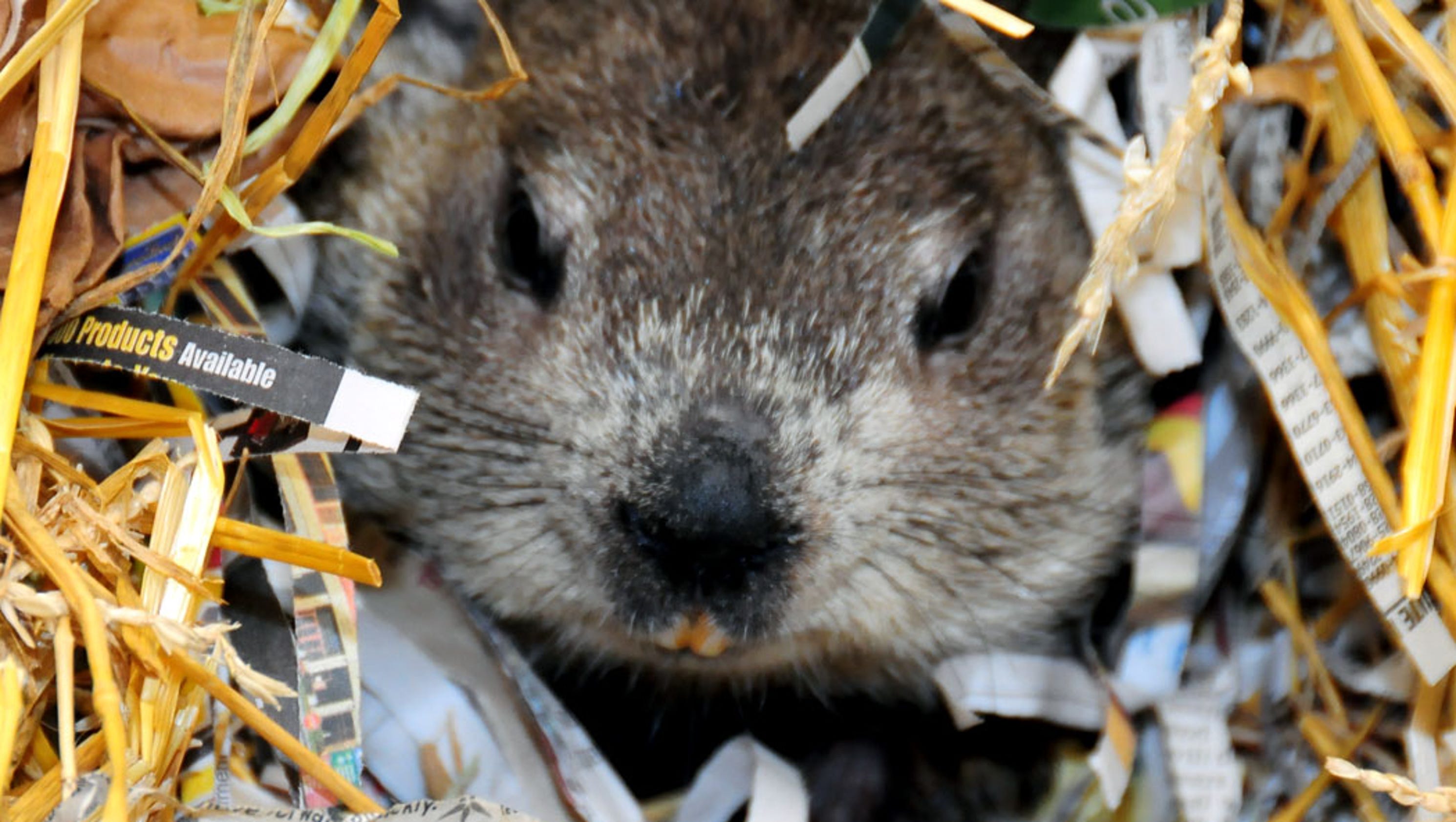 Visit the Milwaukee County Zoo for the groundhog's annual prediction