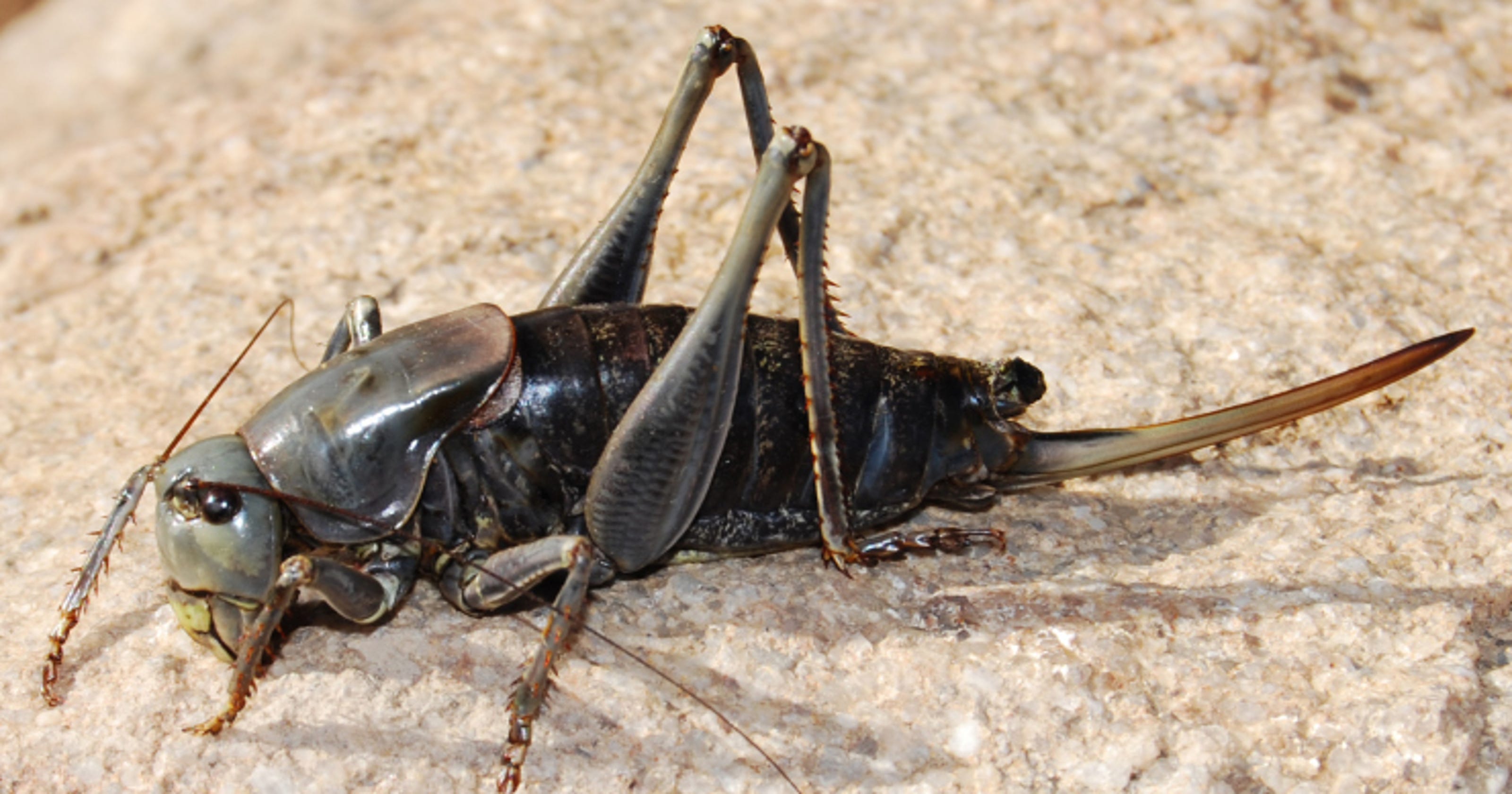 Mormon crickets on the move again in Nevada