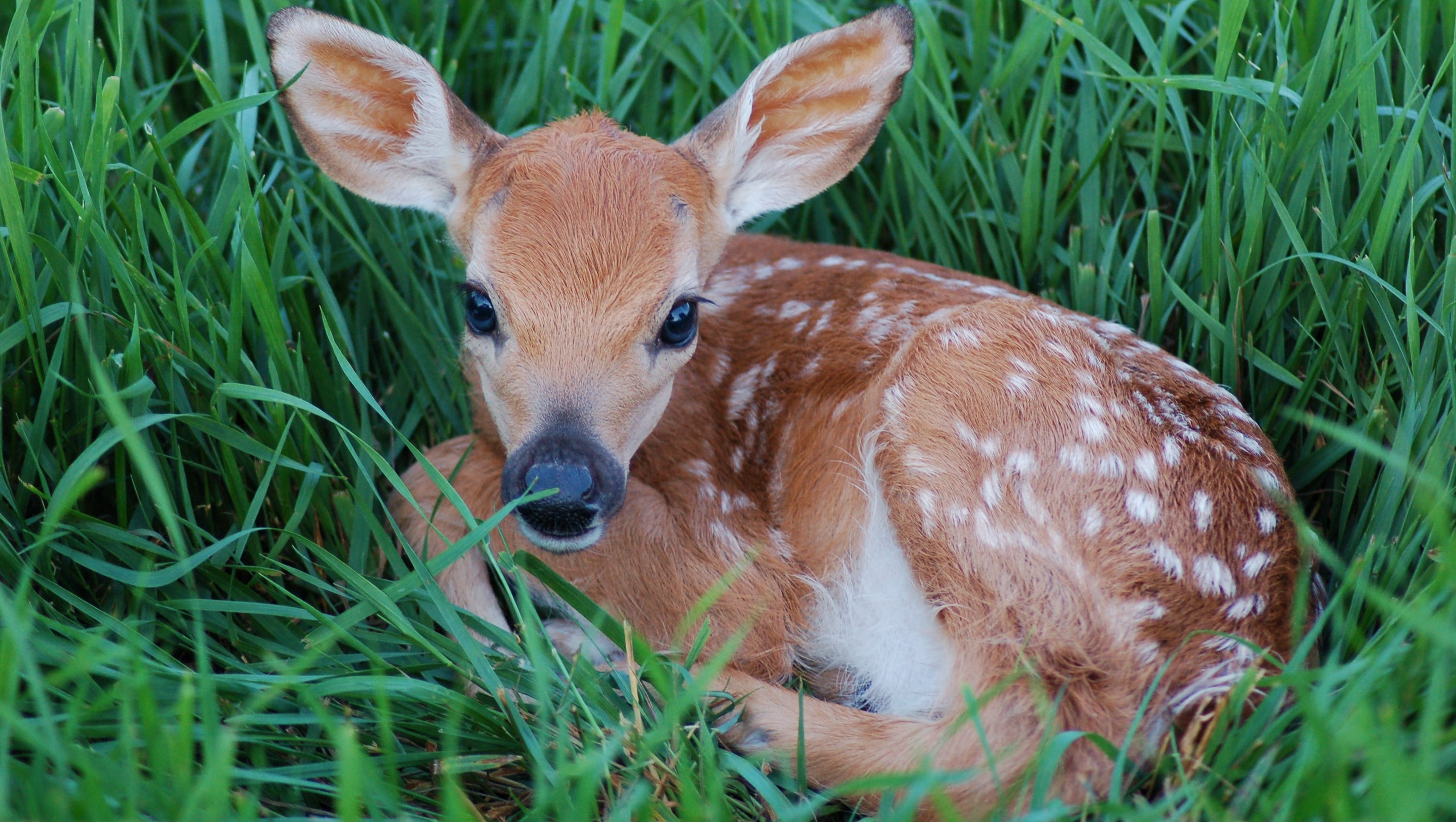 Fawn run down by parks' mower incites animal-welfare zealots