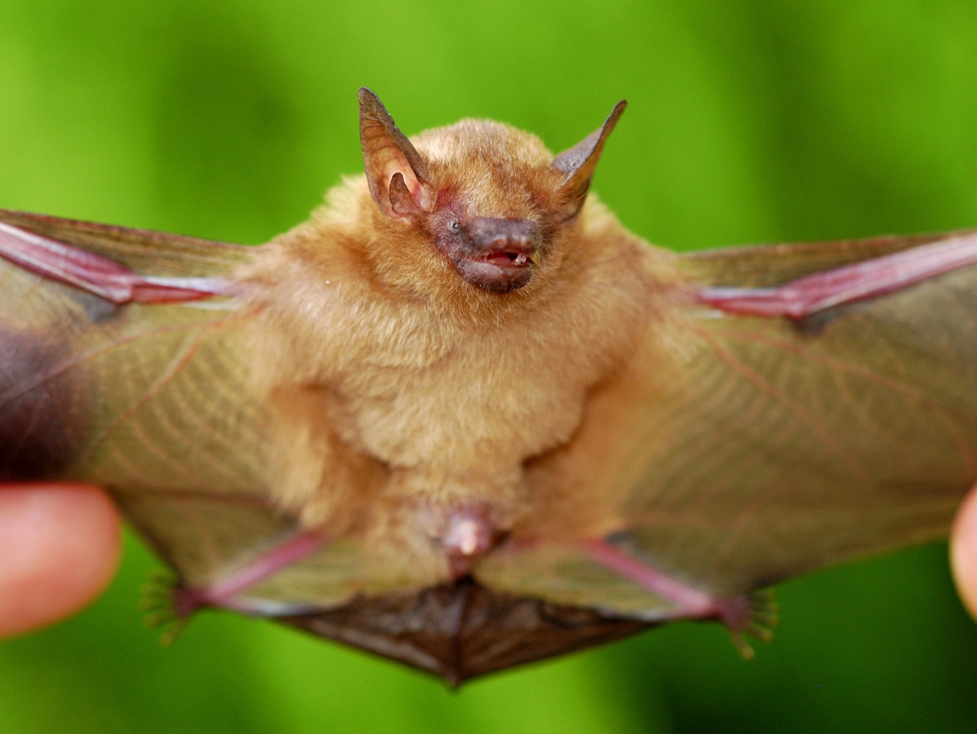 This undated photo released by John Bickham, a Purdue University professor of forestry and natural resources, shows a little yellow bat, known as Rhogeessa tumida, which is native to Mexico, Panama, Guatemala and Nicaragua.