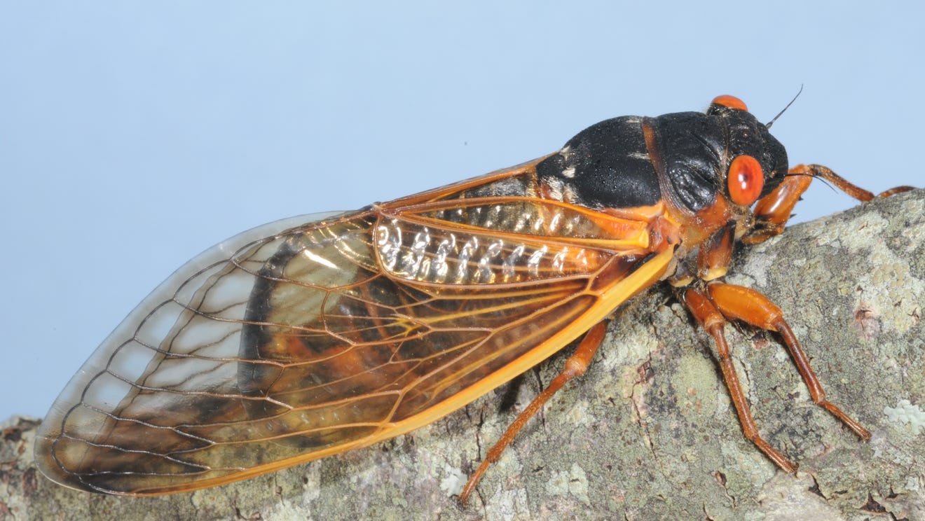13-year cicadas emerge, ready for love