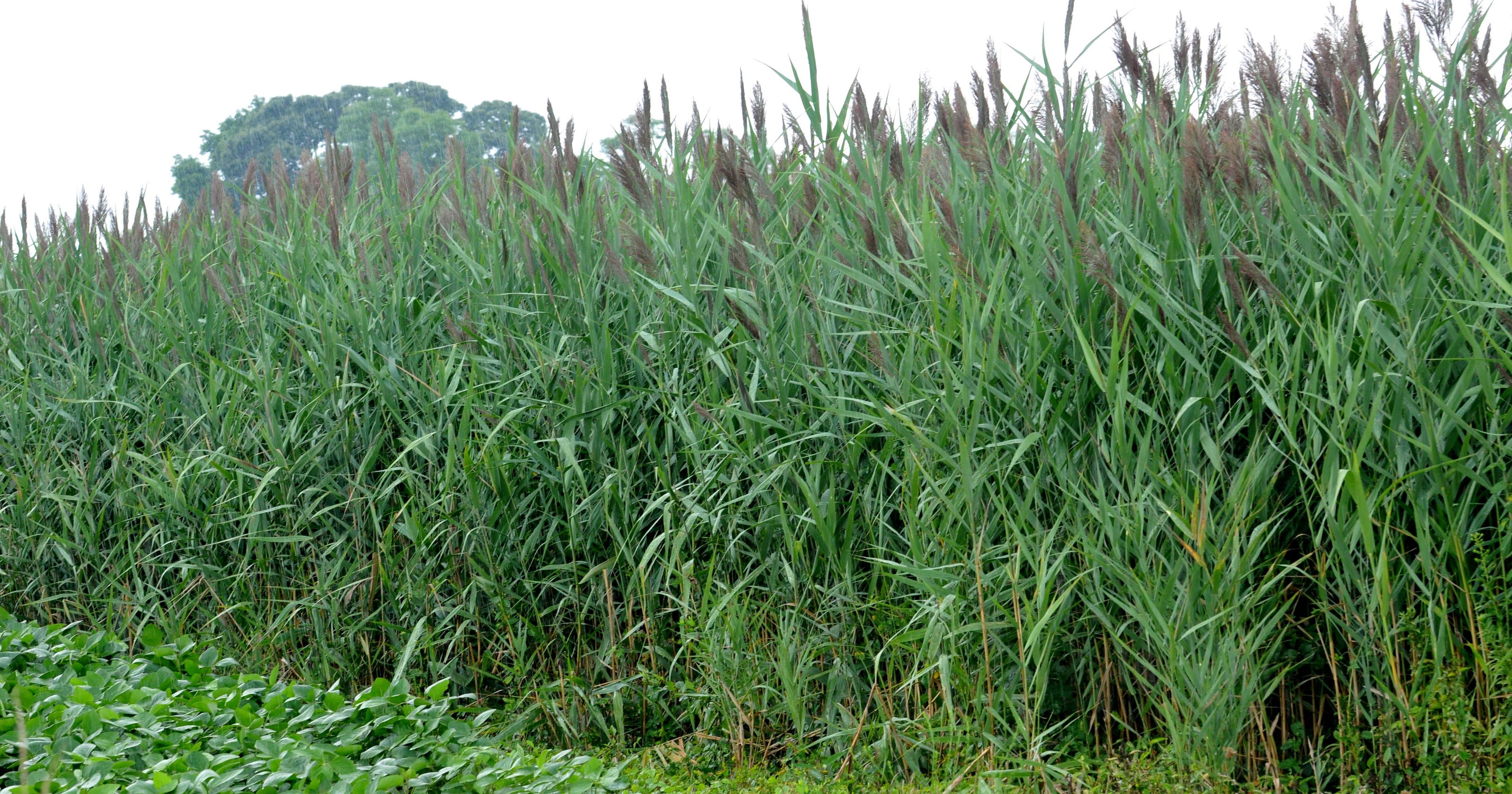 Phragmites chokes wetlands, can also fight climate change