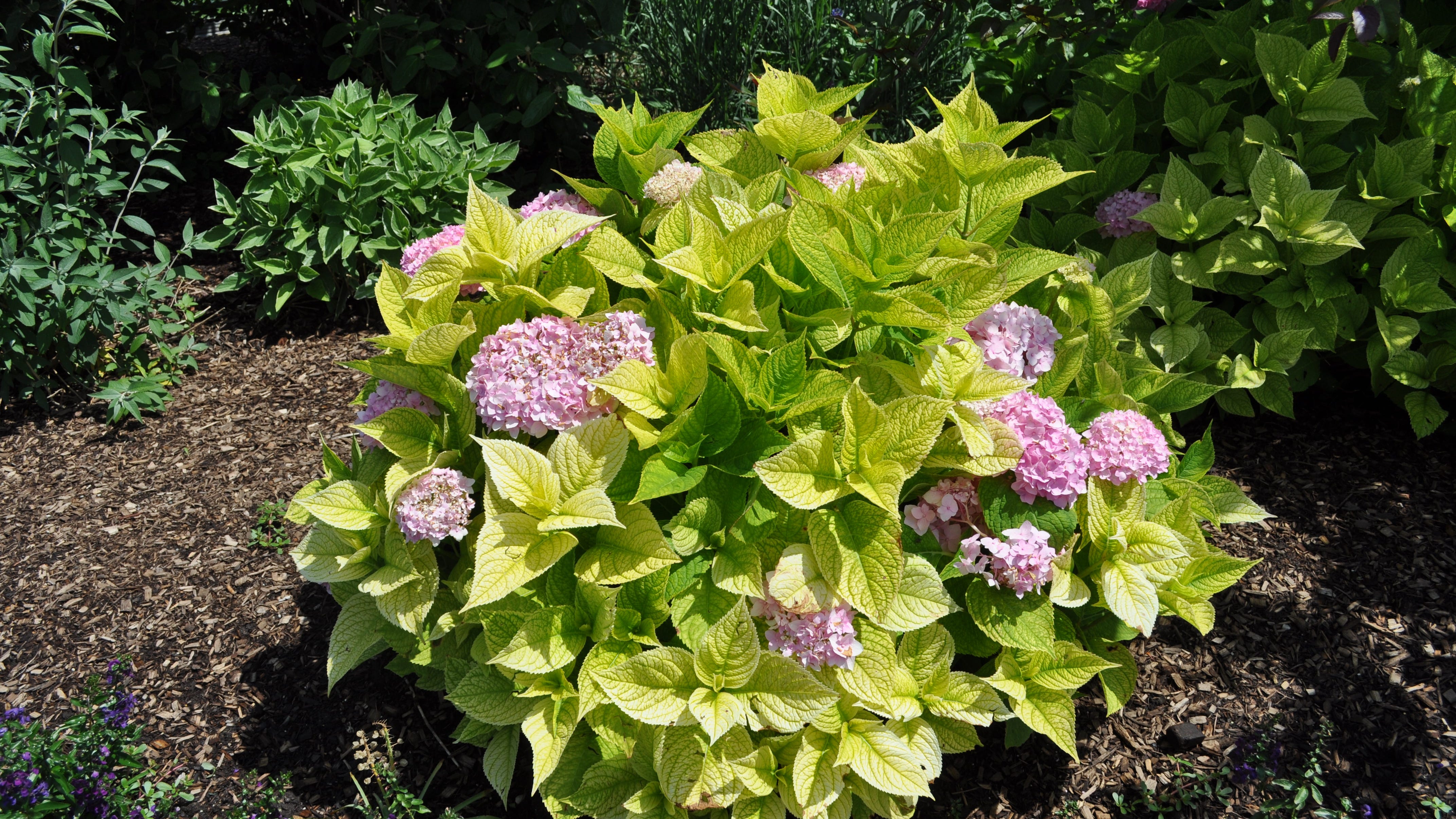 Mophead Hydrangea Needs Plenty Of Sun   Dsc0677 