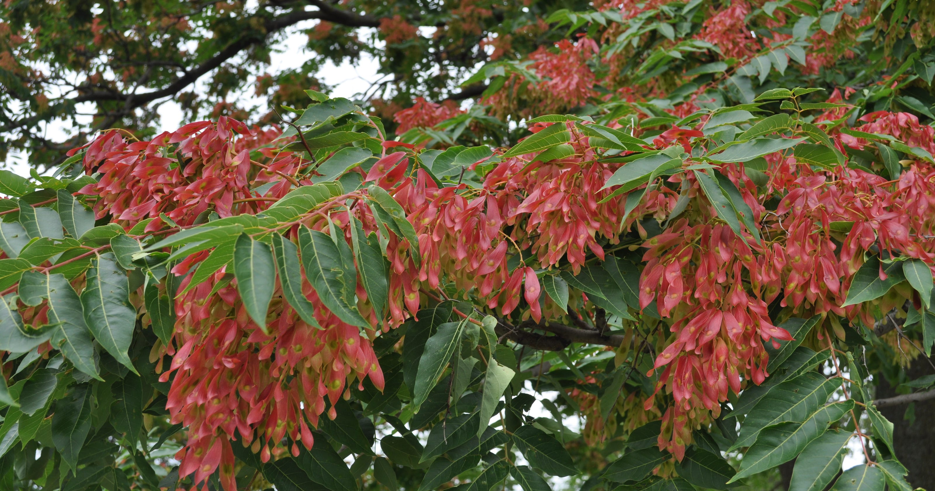 Tree of Heaven can be a holy mess